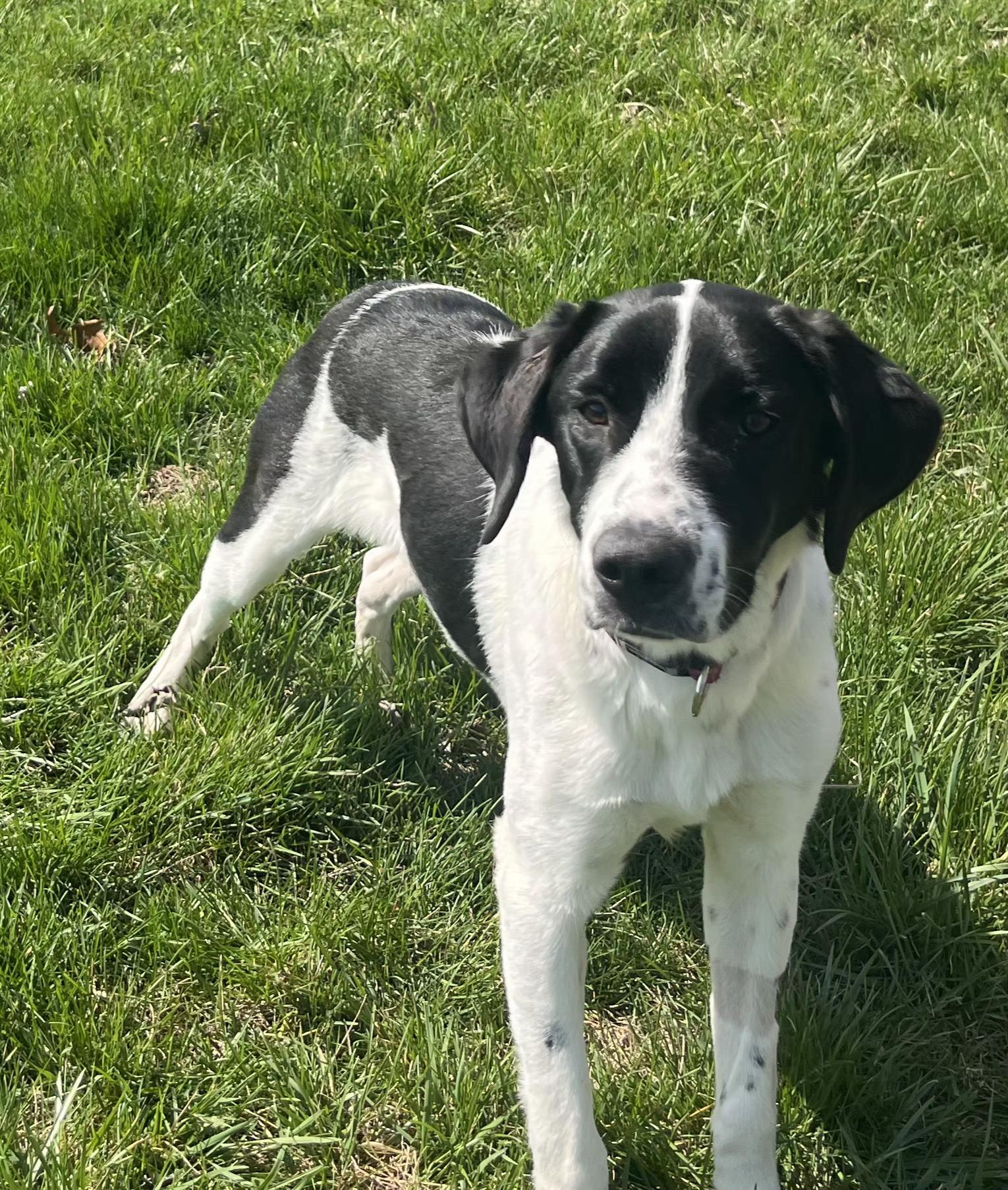Enlarge Buster , a ADOPTABLE mixed breed in Lexington, KY image 4/5