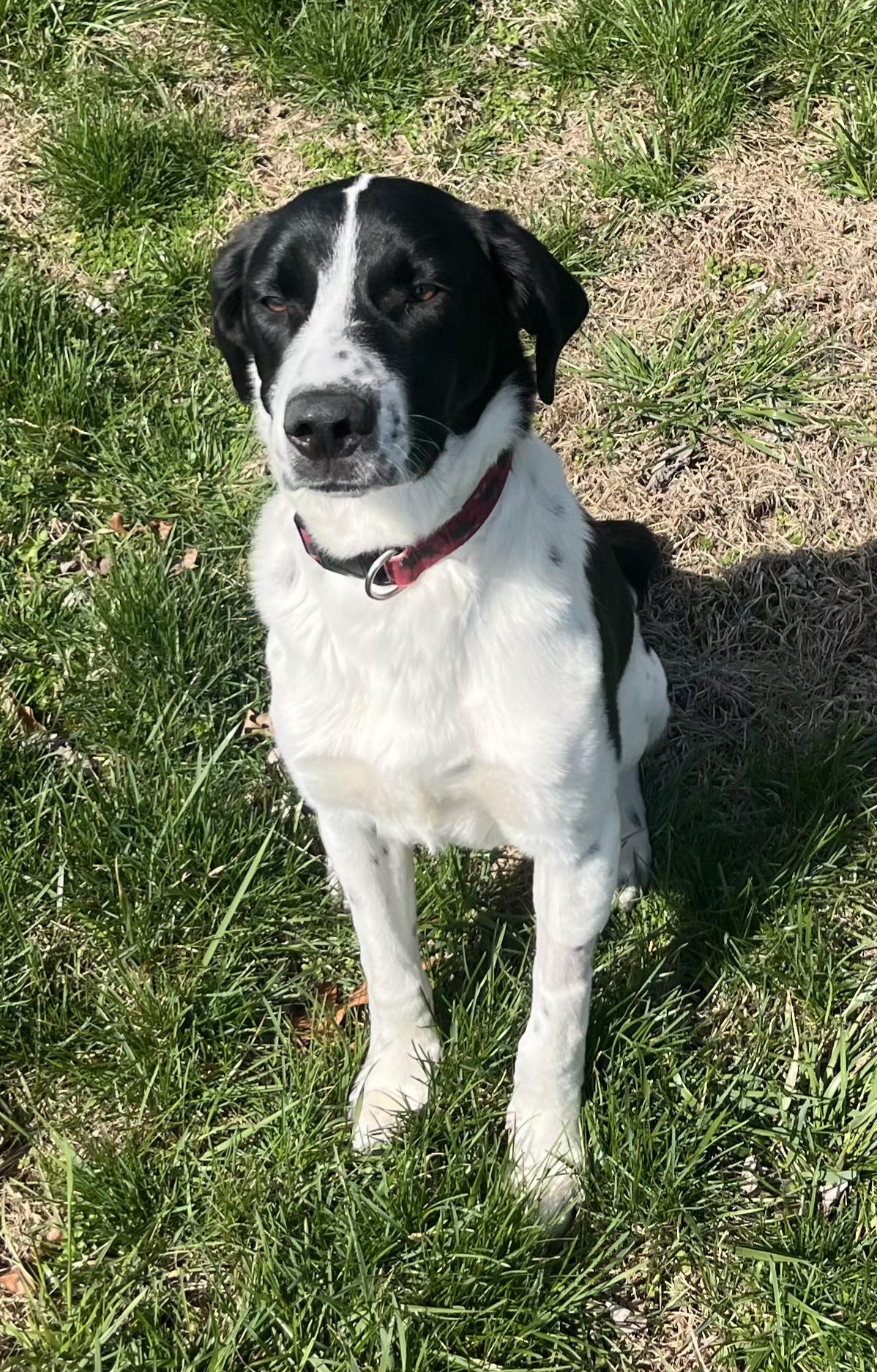 Enlarge Buster , a ADOPTABLE mixed breed in Lexington, KY image 5/5