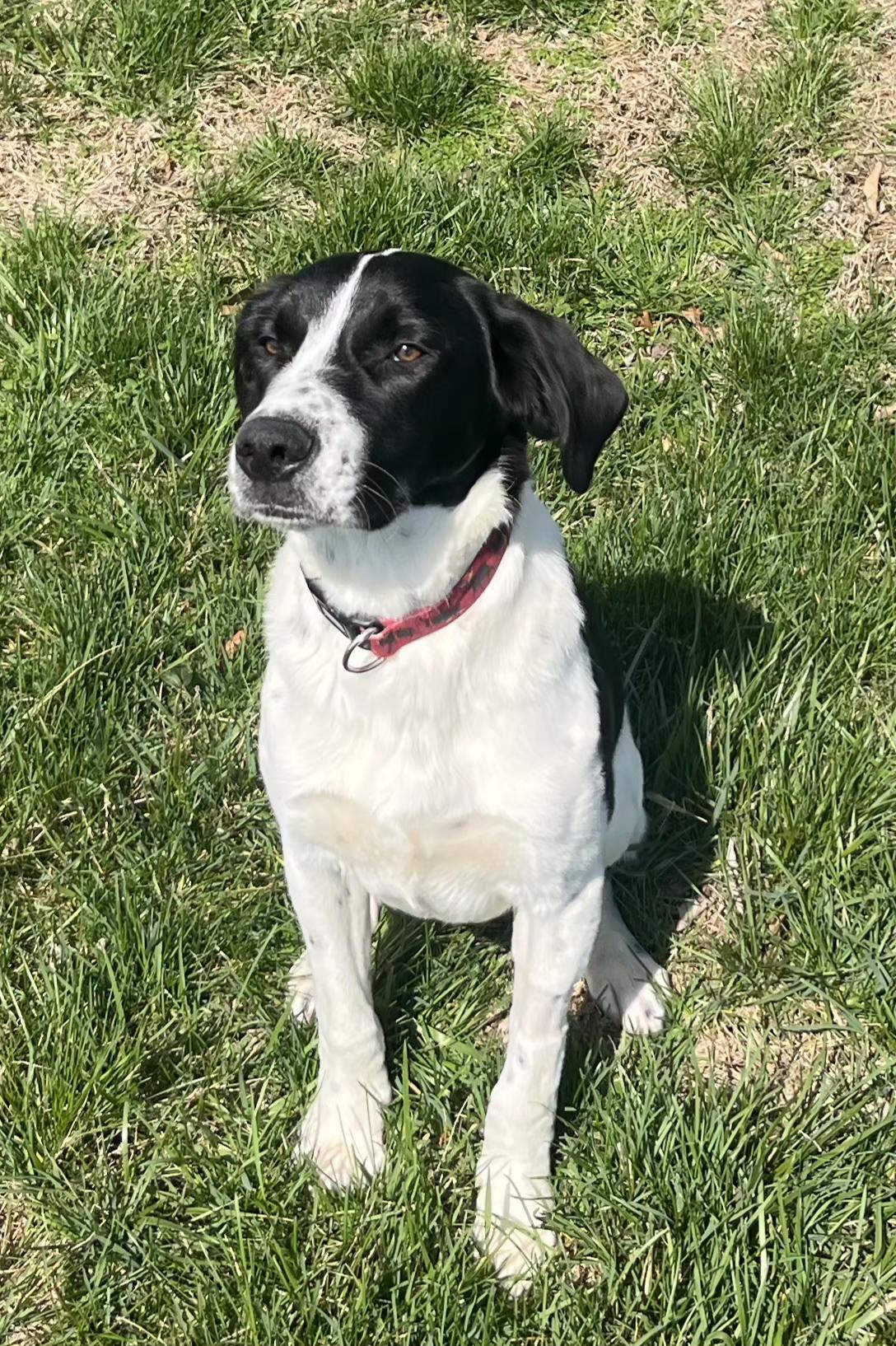 Enlarge Buster , a ADOPTABLE mixed breed in Lexington, KY image 3/5