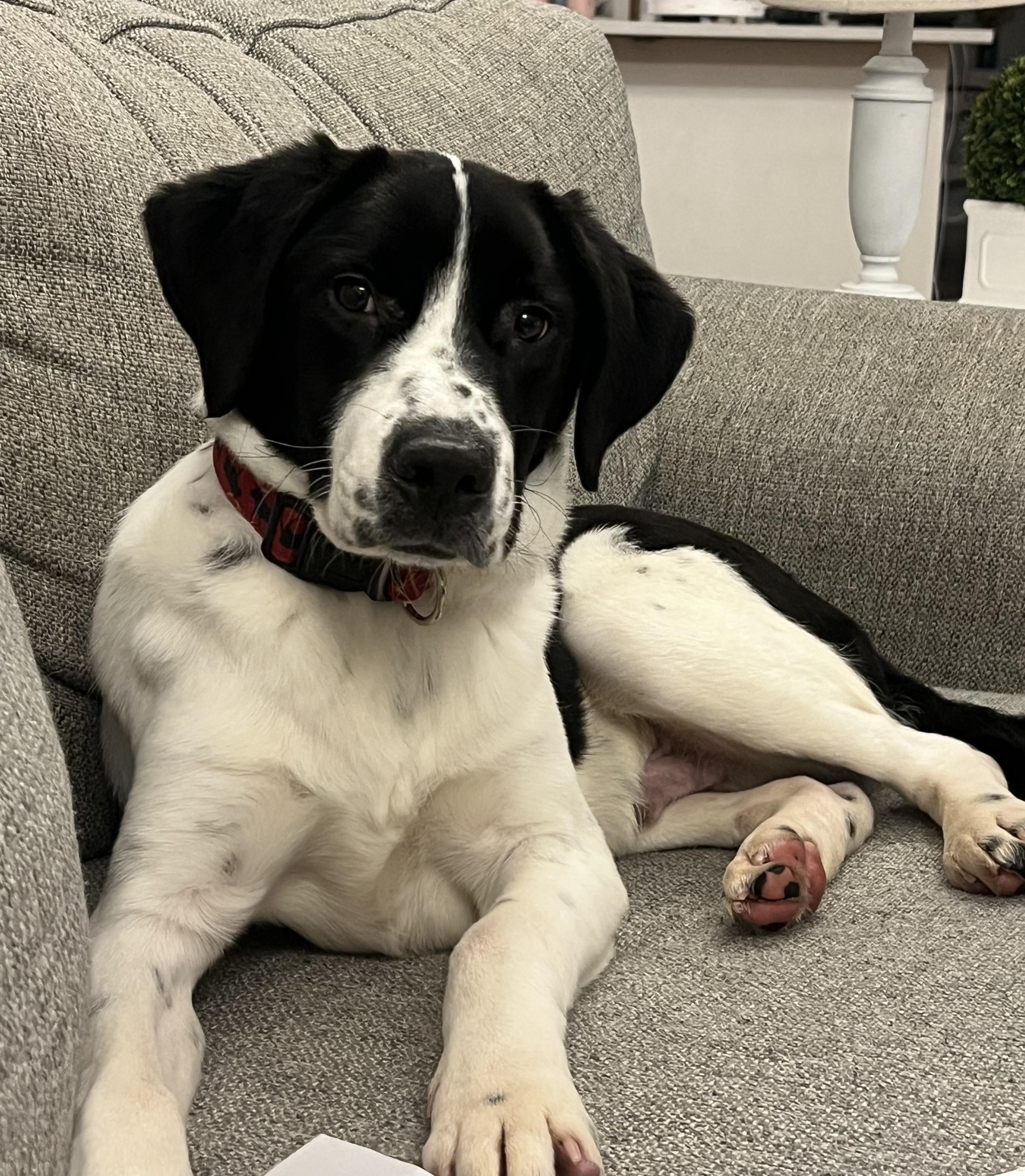 Enlarge Buster , a ADOPTABLE mixed breed in Lexington, KY image 1/5