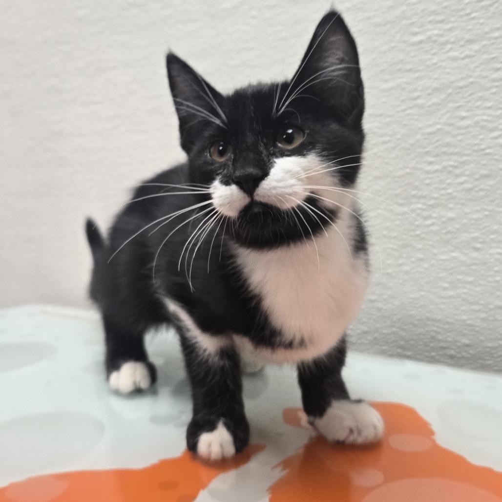 Stray Hold- Lock, Adoptable, Kitten Male American Shorthair.