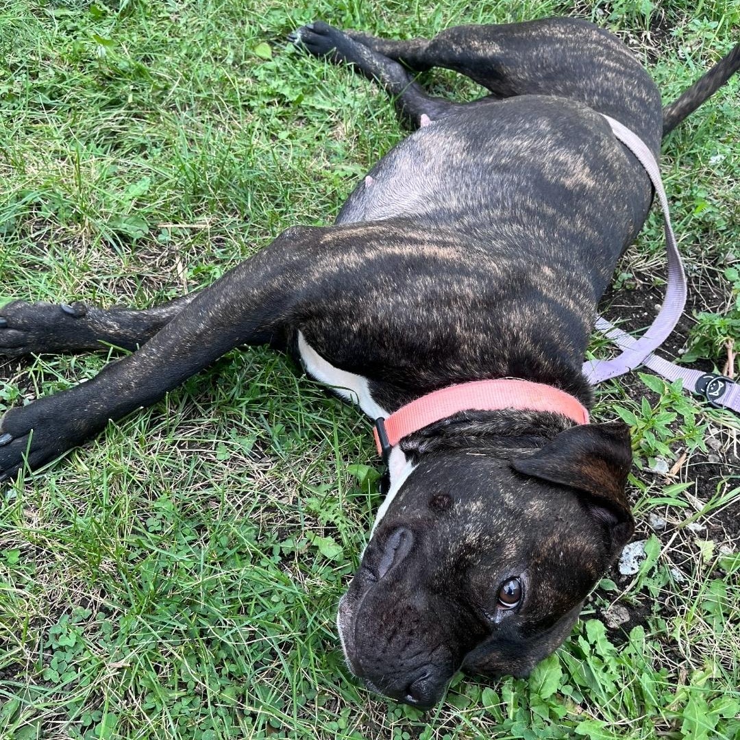 Enlarge LoLo, a Adoptable mixed breed in Chicago, IL image 4/5