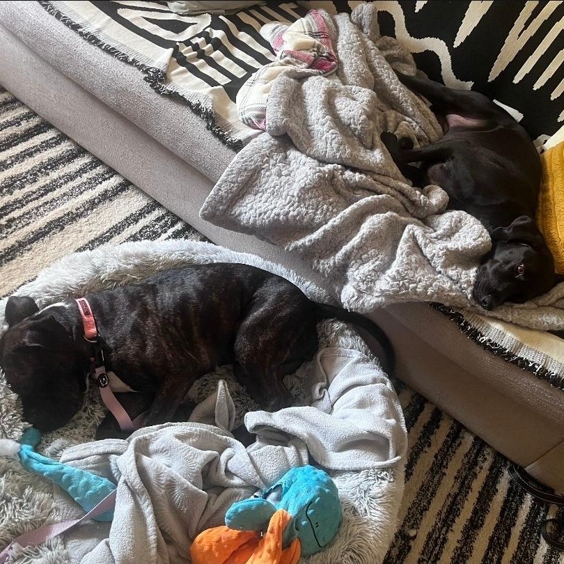 Enlarge LoLo, a Adoptable mixed breed in Chicago, IL image 5/5