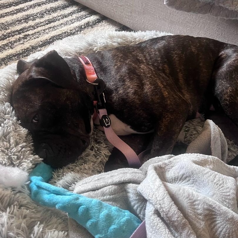 Enlarge LoLo, a Adoptable mixed breed in Chicago, IL image 3/5