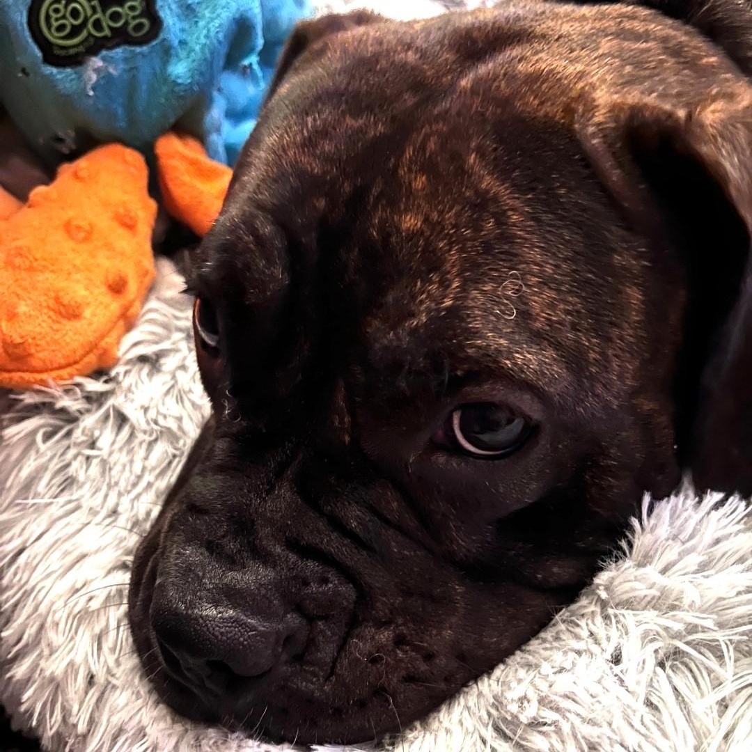 Enlarge LoLo, a Adoptable mixed breed in Chicago, IL image 2/5