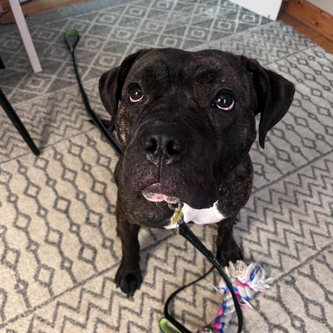 Enlarge LoLo, a Adoptable mixed breed in Chicago, IL image 1/5