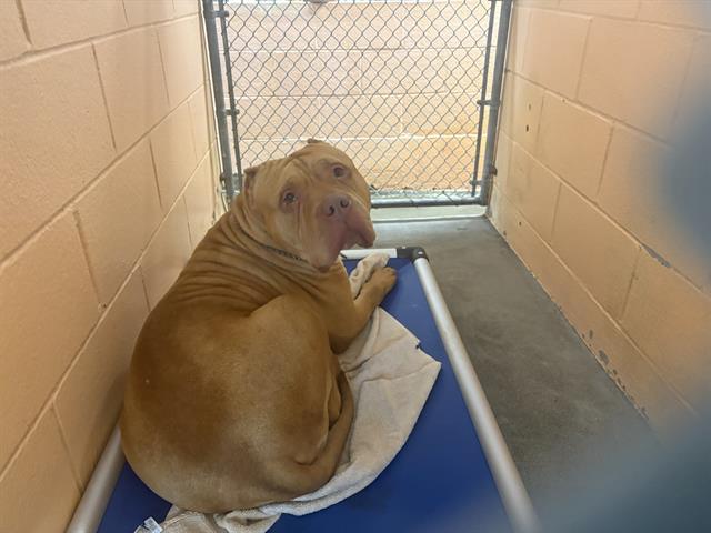 CINDY, Adoptable, Young Female American Bulldog.