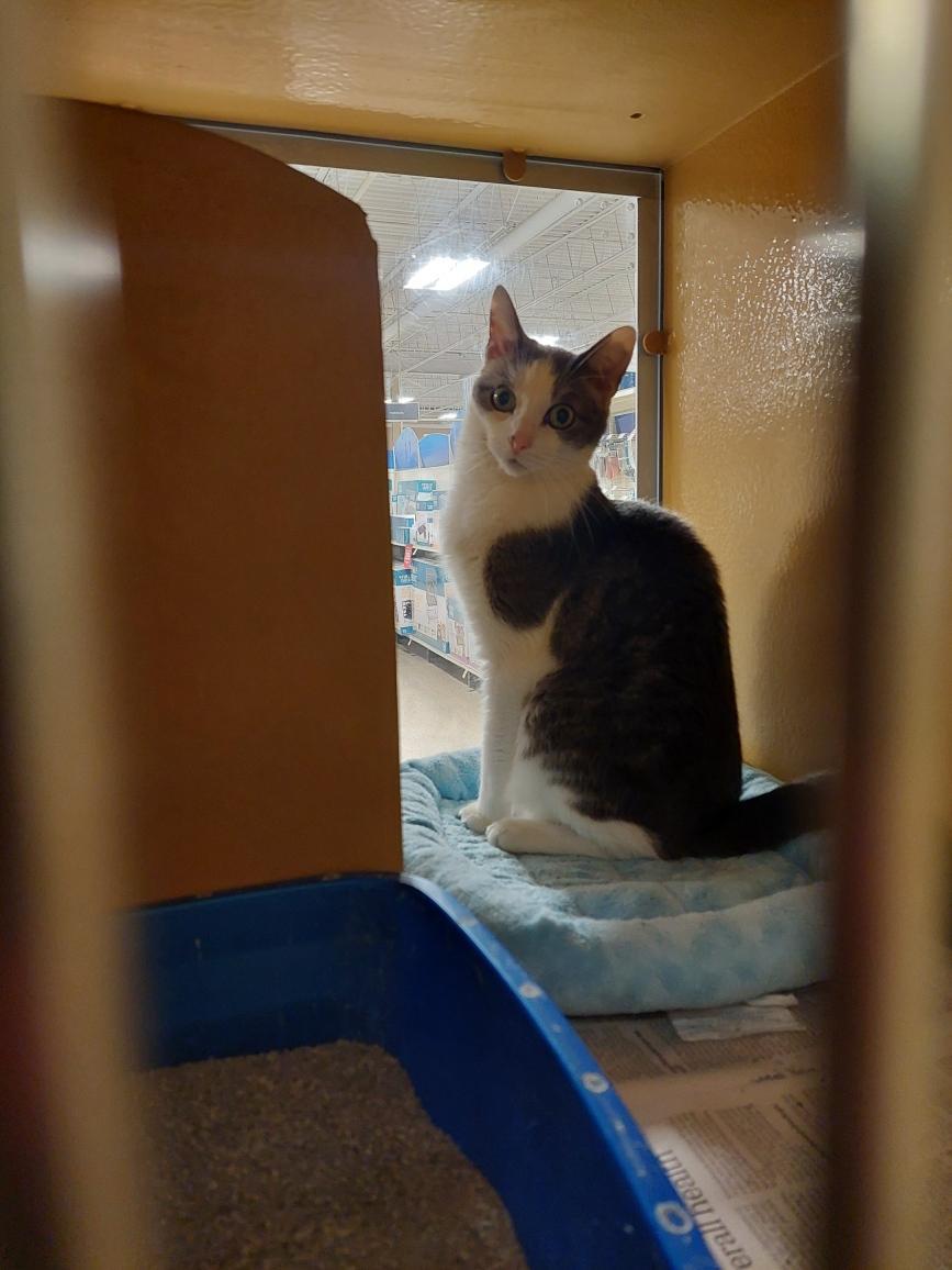 Magellan, adopted, Adult Male Domestic Short Hair.