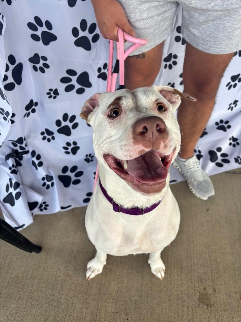 Bug, Adoptable, Puppy Female Pit Bull Terrier.