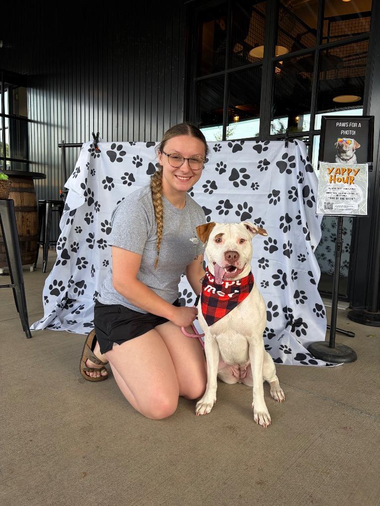Bug, a Adoptable Pit Bull Terrier in Liverpool, NY image 2/4