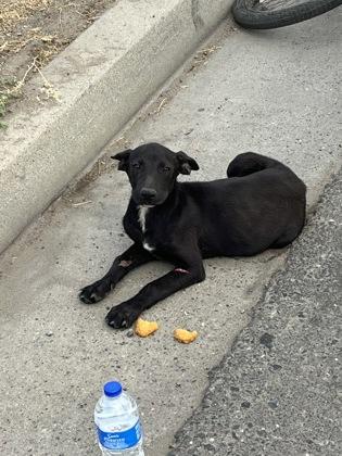 Enlarge Diamond, a Adoptable mixed breed in Fresno, CA image 1/1