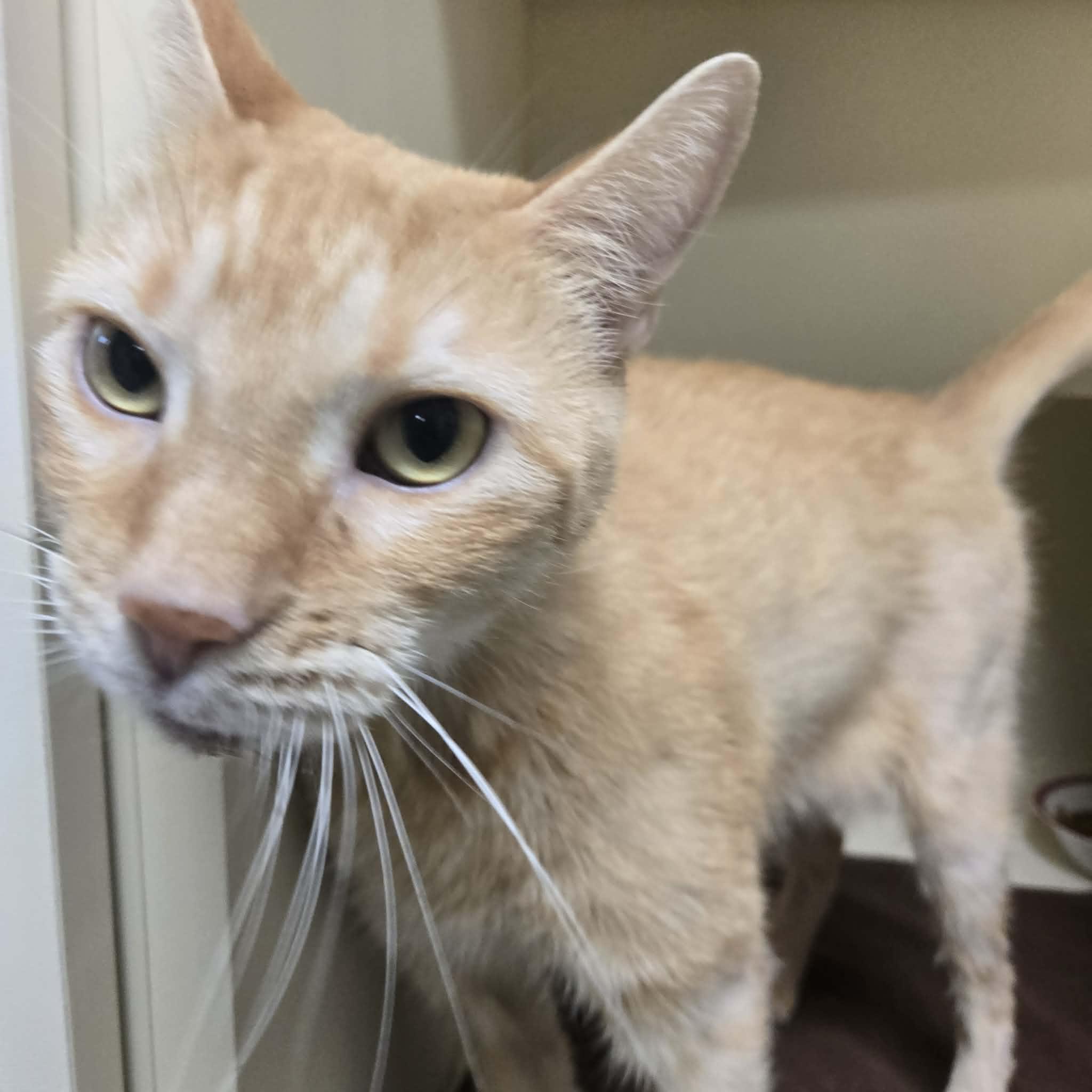 Enlarge Carrot, an adopted Domestic Short Hair in Elyria, OH image 3/4