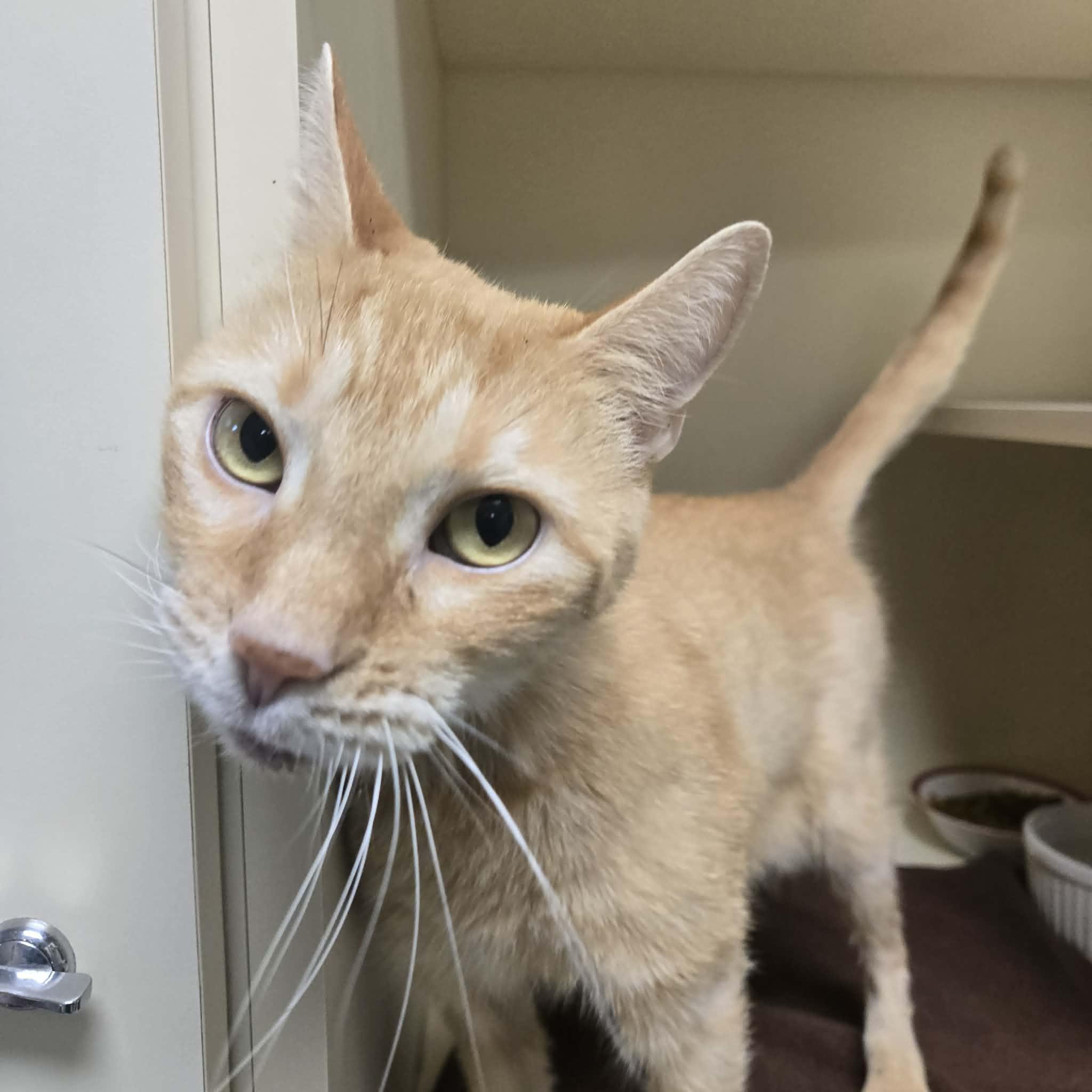 Carrot, adopted, Adult Male Domestic Short Hair.