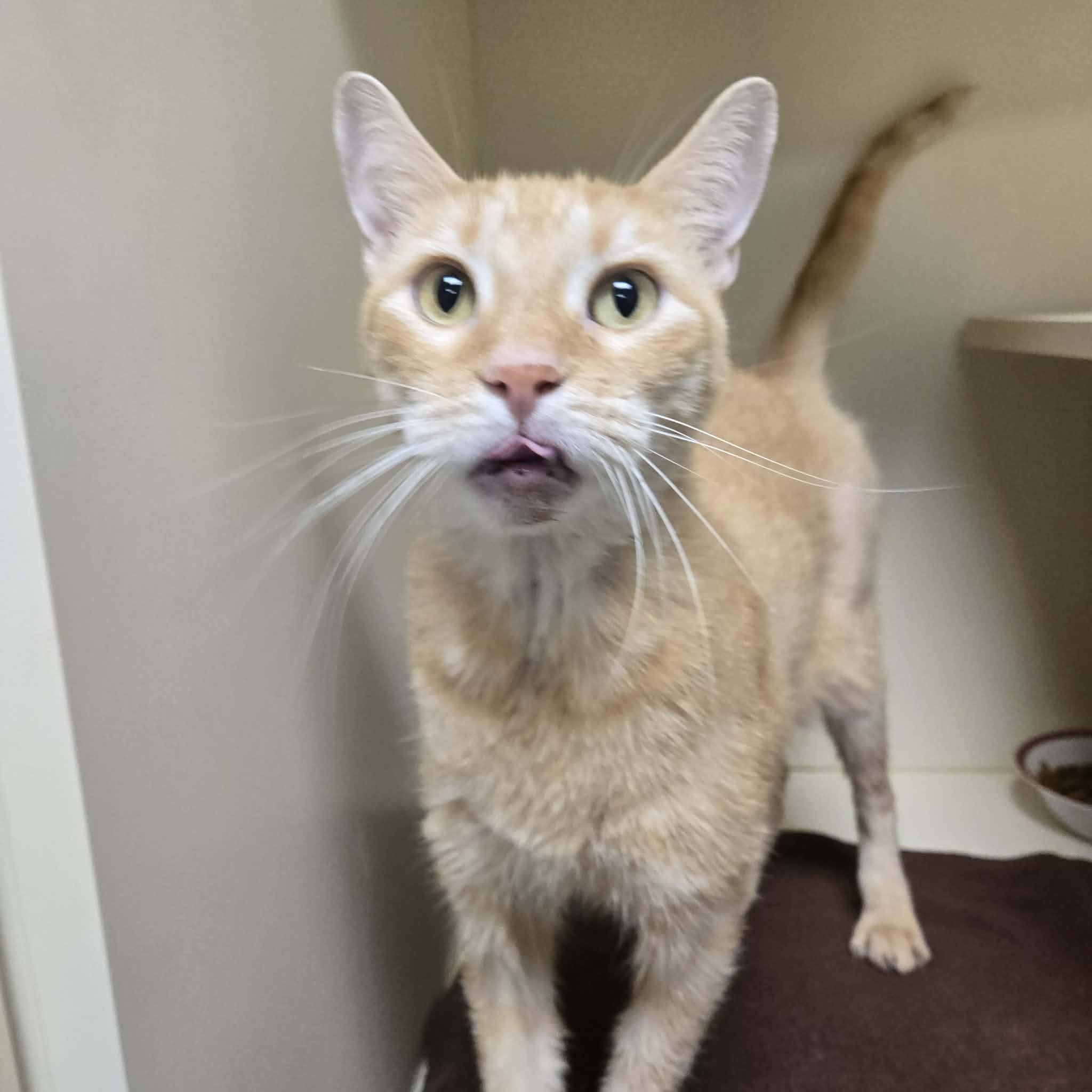 Enlarge Carrot, an adopted Domestic Short Hair in Elyria, OH image 4/4