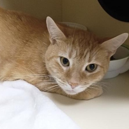 Enlarge Carrot, an adopted Domestic Short Hair in Elyria, OH image 2/4