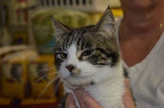 George, Adopted, Senior Male Domestic Long Hair.