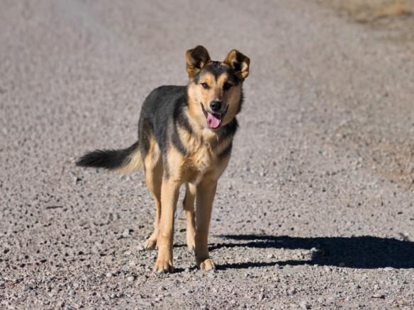 AURELIA, Adoptable, Young Female Mixed Breed.
