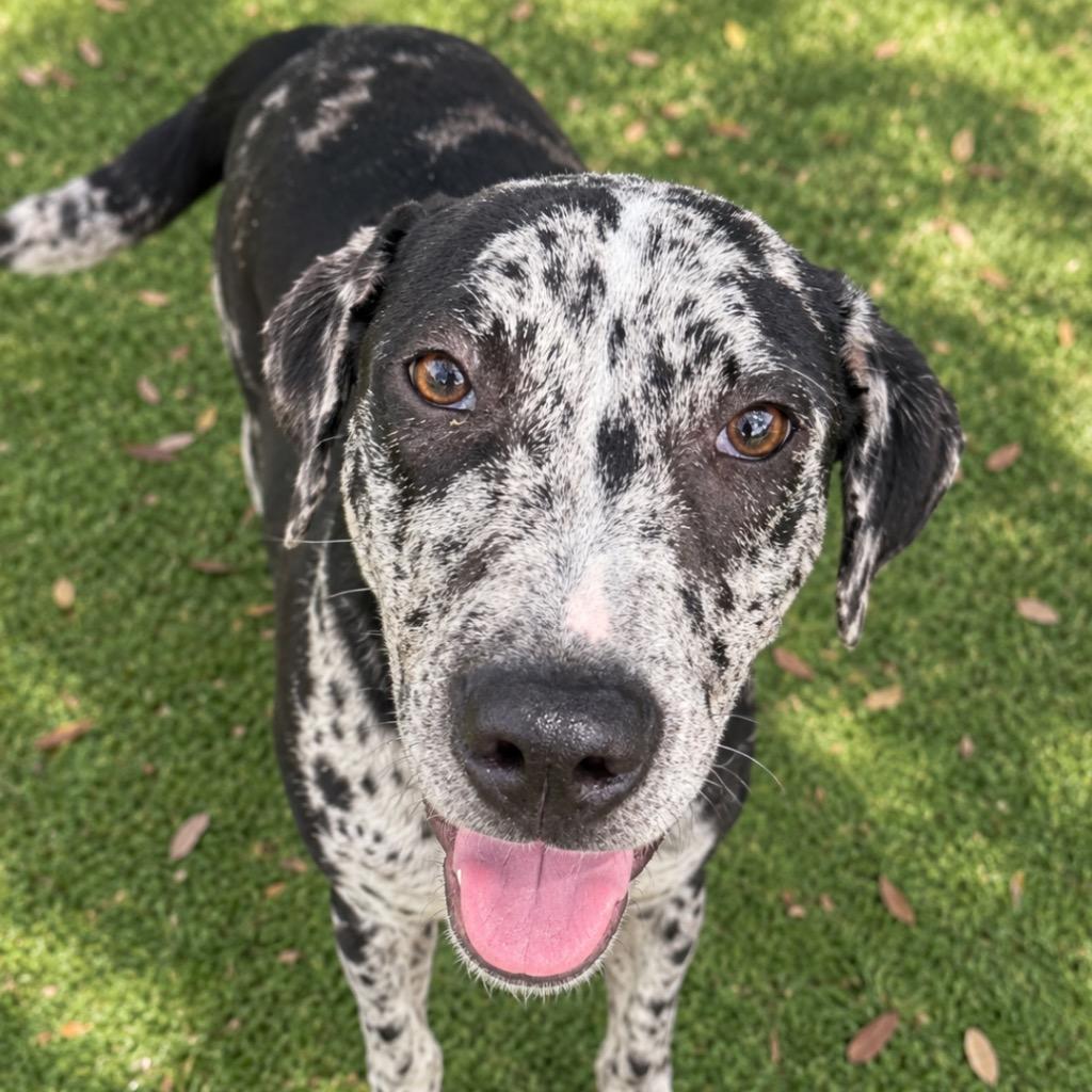 LaDonna, Adoptable, Puppy Female Catahoula Leopard Dog.