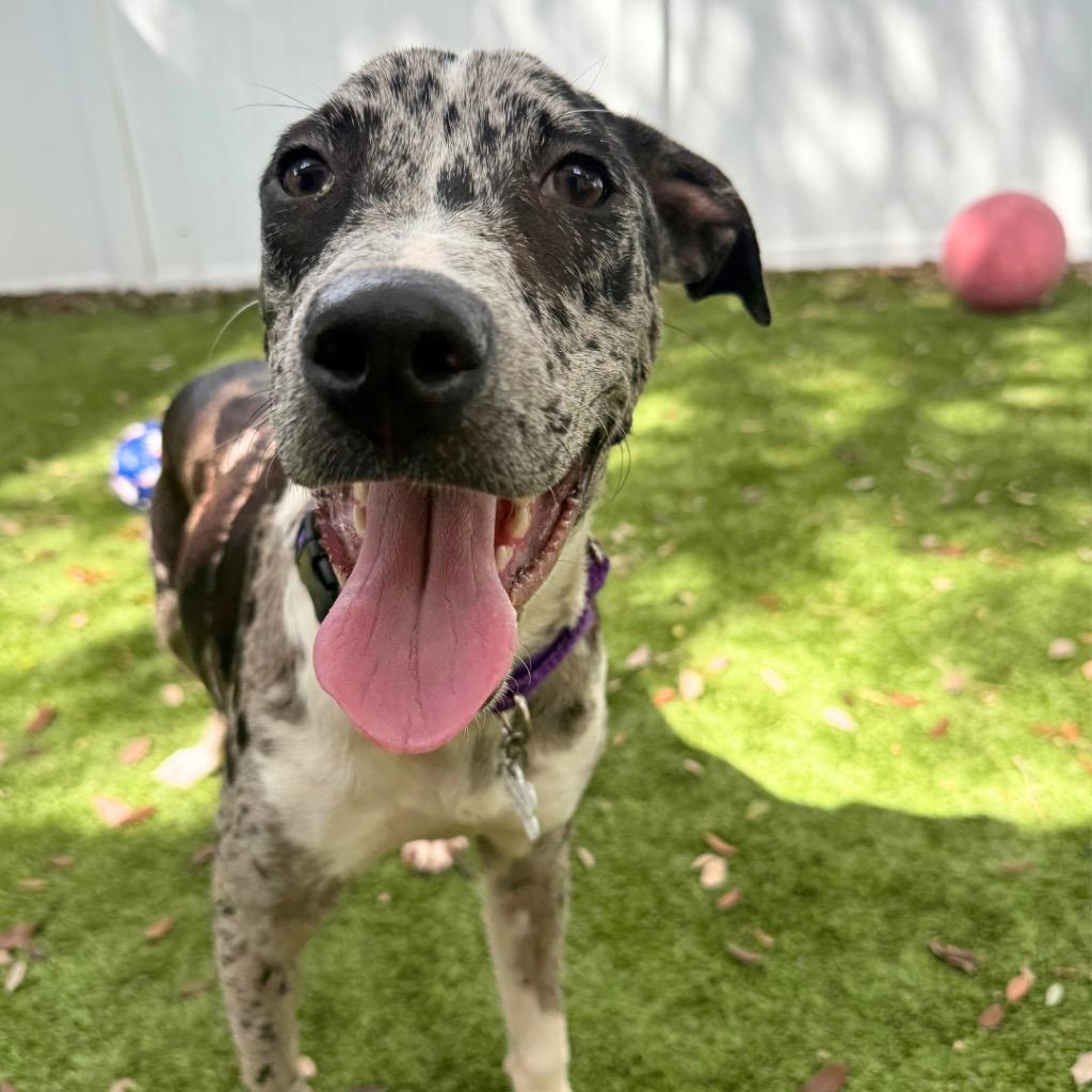 Enlarge LaDonna, a Adoptable mixed breed in Saint Petersburg, FL image 2/3