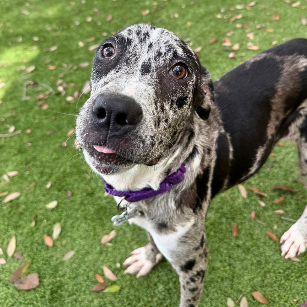 Enlarge LaDonna, a Adoptable mixed breed in Saint Petersburg, FL image 3/3