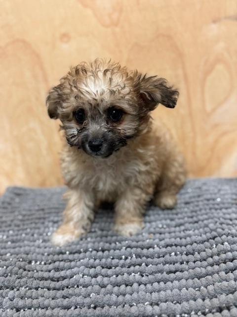 Enlarge Grizzly, a ADOPTABLE mixed breed in Cushing, OK image 2/3