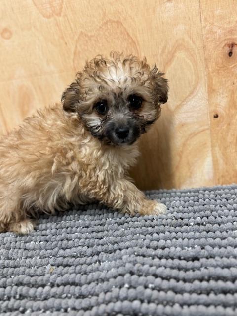 Grizzly, ADOPTABLE, Puppy Male Poodle & Chihuahua.