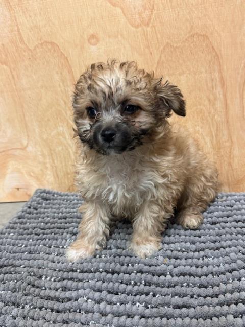 Enlarge Grizzly, a ADOPTABLE mixed breed in Cushing, OK image 3/3