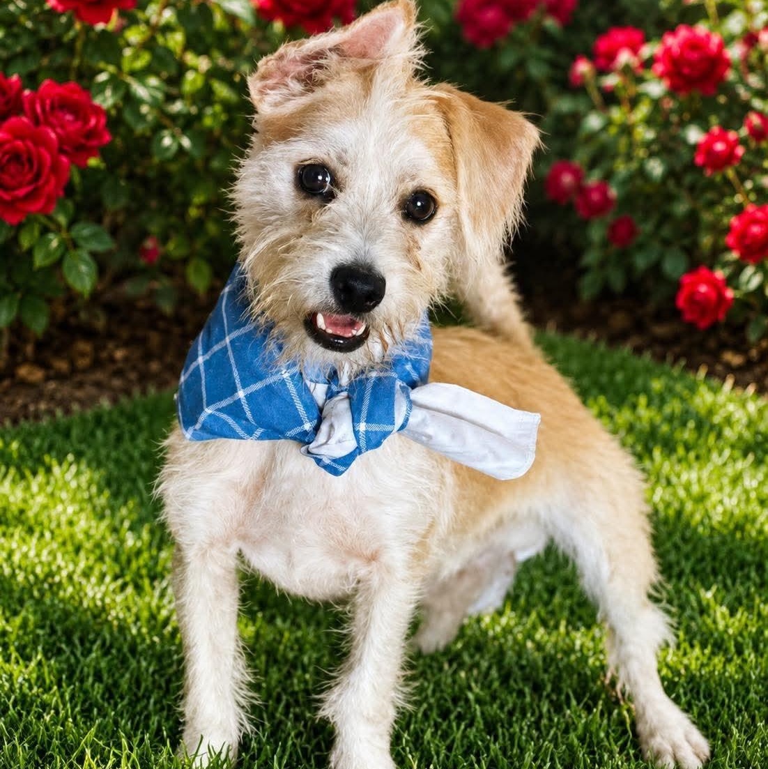 Mr. Cutie Dexter, Adoptable, Puppy Male Wirehaired Terrier & Black Russian Terrier.