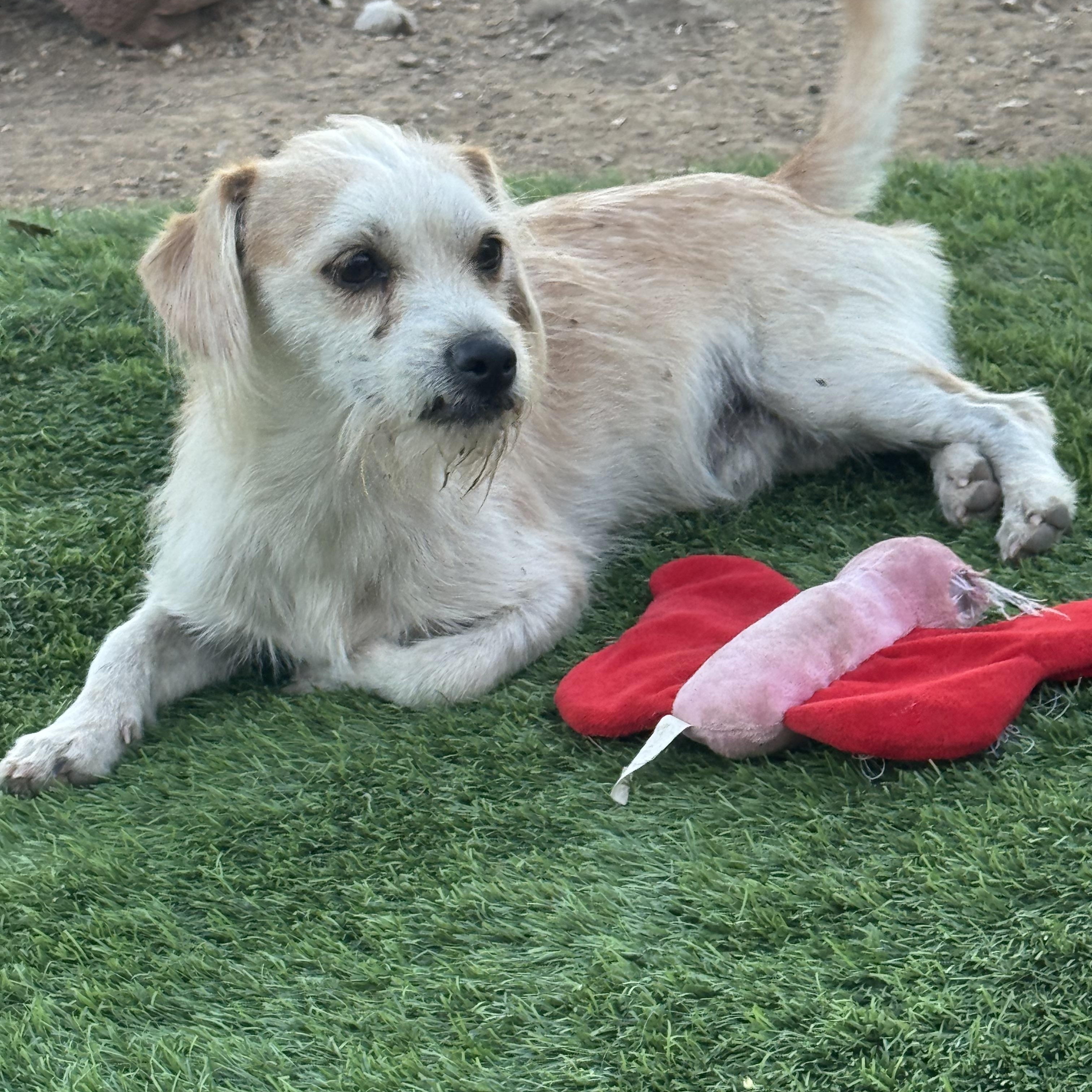 Enlarge Mr. Cutie Dexter, a Adoptable mixed breed in Vancouver, BC image 2/6