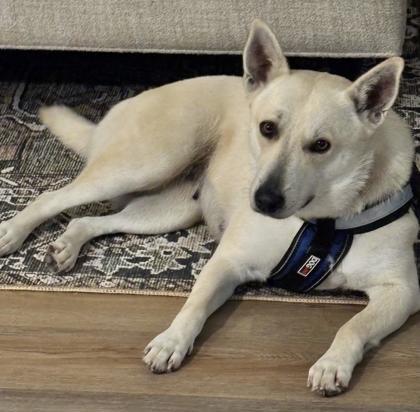 Lucy Lou, adopted, Adult Female Carolina Dog & Mixed Breed.