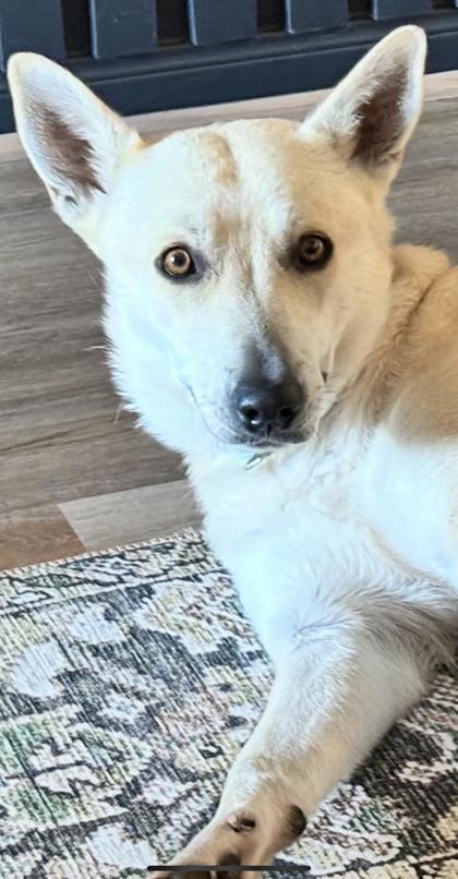 Lucy Lou, an adopted mixed breed in Houston, TX image 3/3