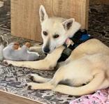 Lucy Lou, an adopted mixed breed in Houston, TX image 2/3