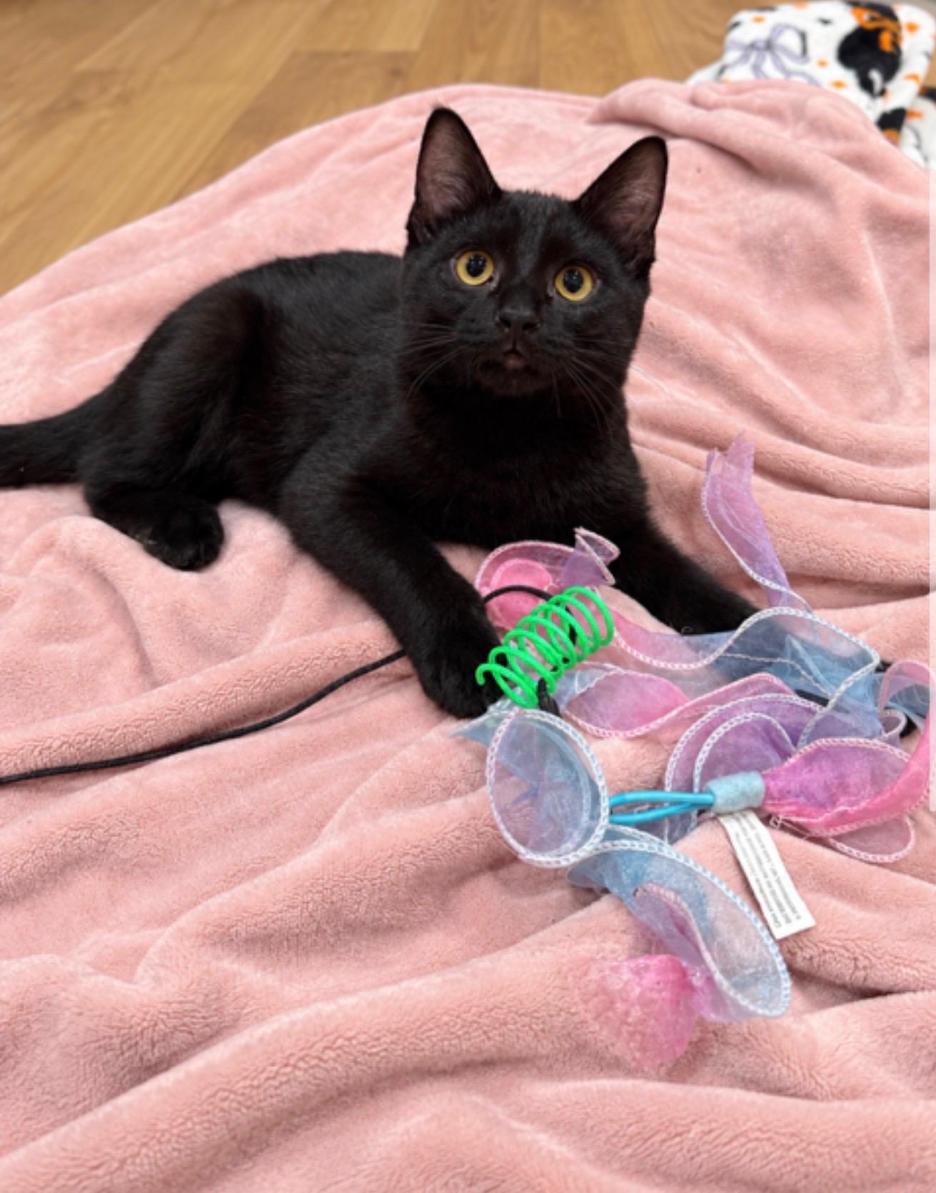 Enlarge Lily, a Adoptable Domestic Short Hair in Avon, OH image 1/2
