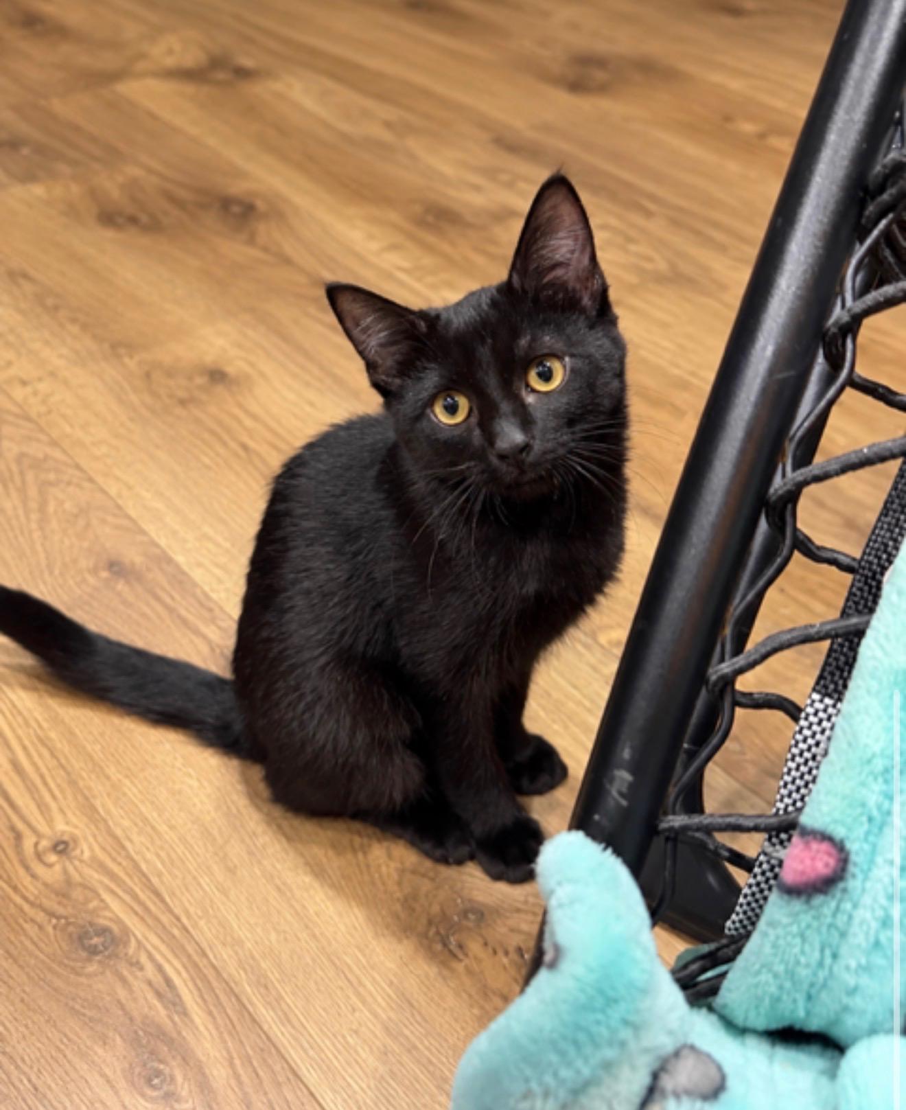 Enlarge Lily, a Adoptable Domestic Short Hair in Avon, OH image 2/2