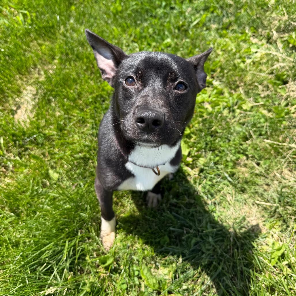 Enlarge Elliot, a ADOPTABLE Mixed Breed in Clinton, IL image 1/1