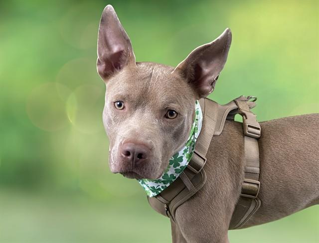 CHICO, Adoptable, Adult Male American Staffordshire Terrier.