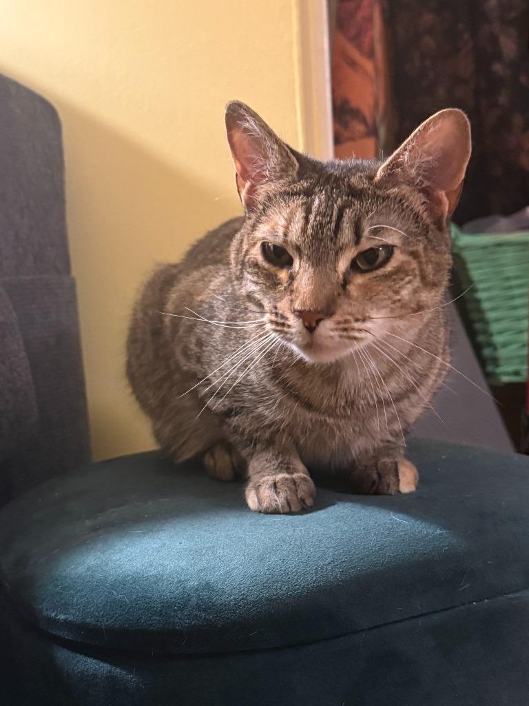 Katya, Adoptable, Young Female Domestic Short Hair.