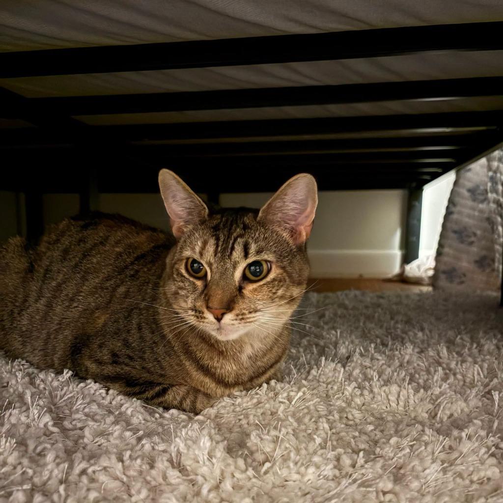 Katya, Adoptable, Young Female Domestic Short Hair.