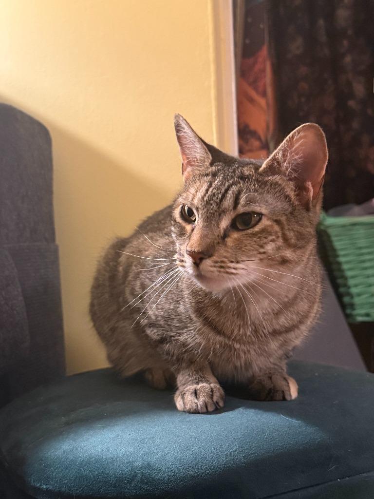 Katya, a Adoptable mixed breed in Pawtucket, RI image 2/6