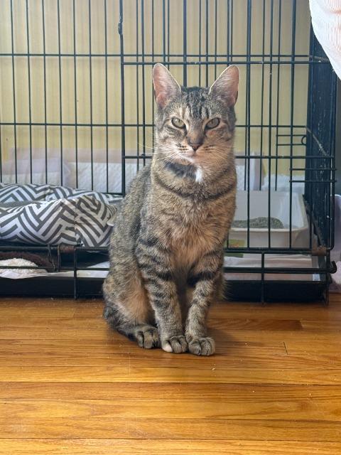 Enlarge Katya, a Adoptable mixed breed in Pawtucket, RI image 1/2