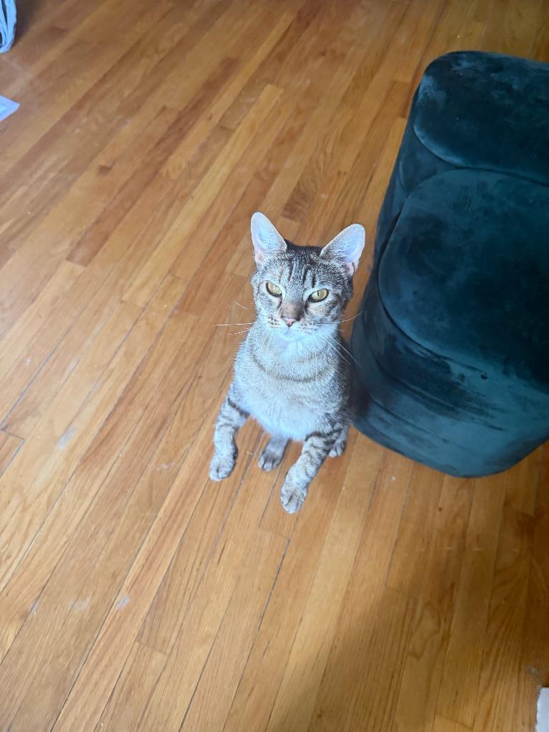 Katya, a Adoptable mixed breed in Pawtucket, RI image 4/6