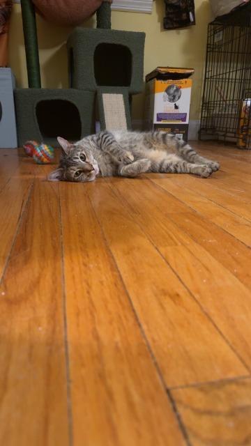 Enlarge Katya, a Adoptable mixed breed in Pawtucket, RI image 2/2