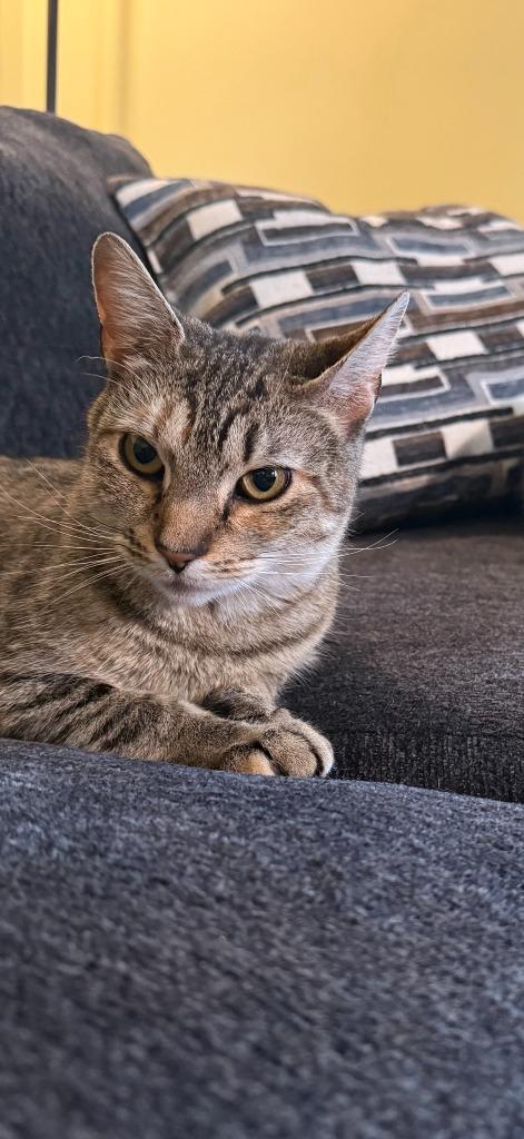 Katya, a Adoptable mixed breed in Pawtucket, RI image 5/6