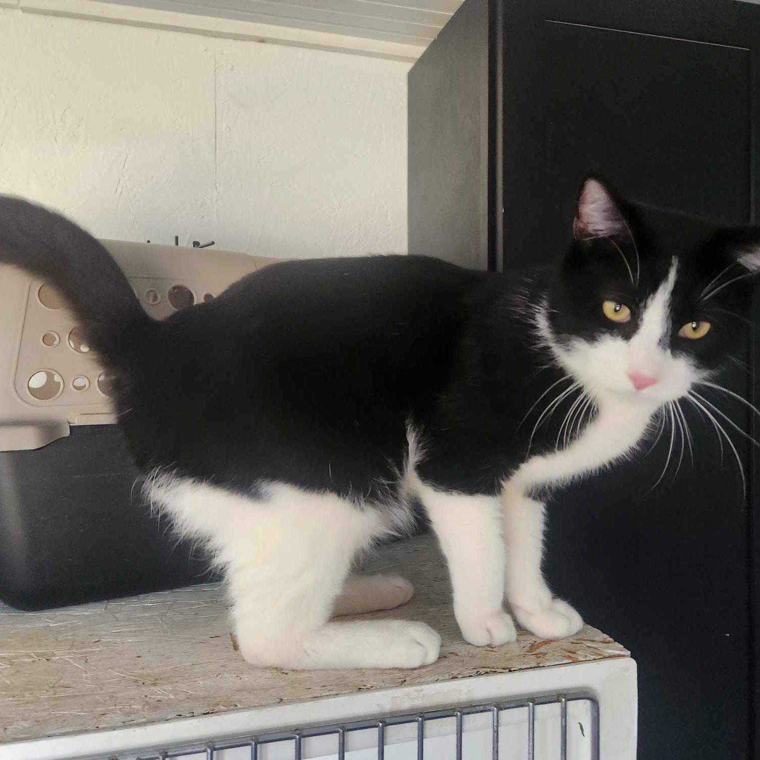 Enlarge Mystery, a Adoptable American Shorthair in Heuvelton, NY image 2/2