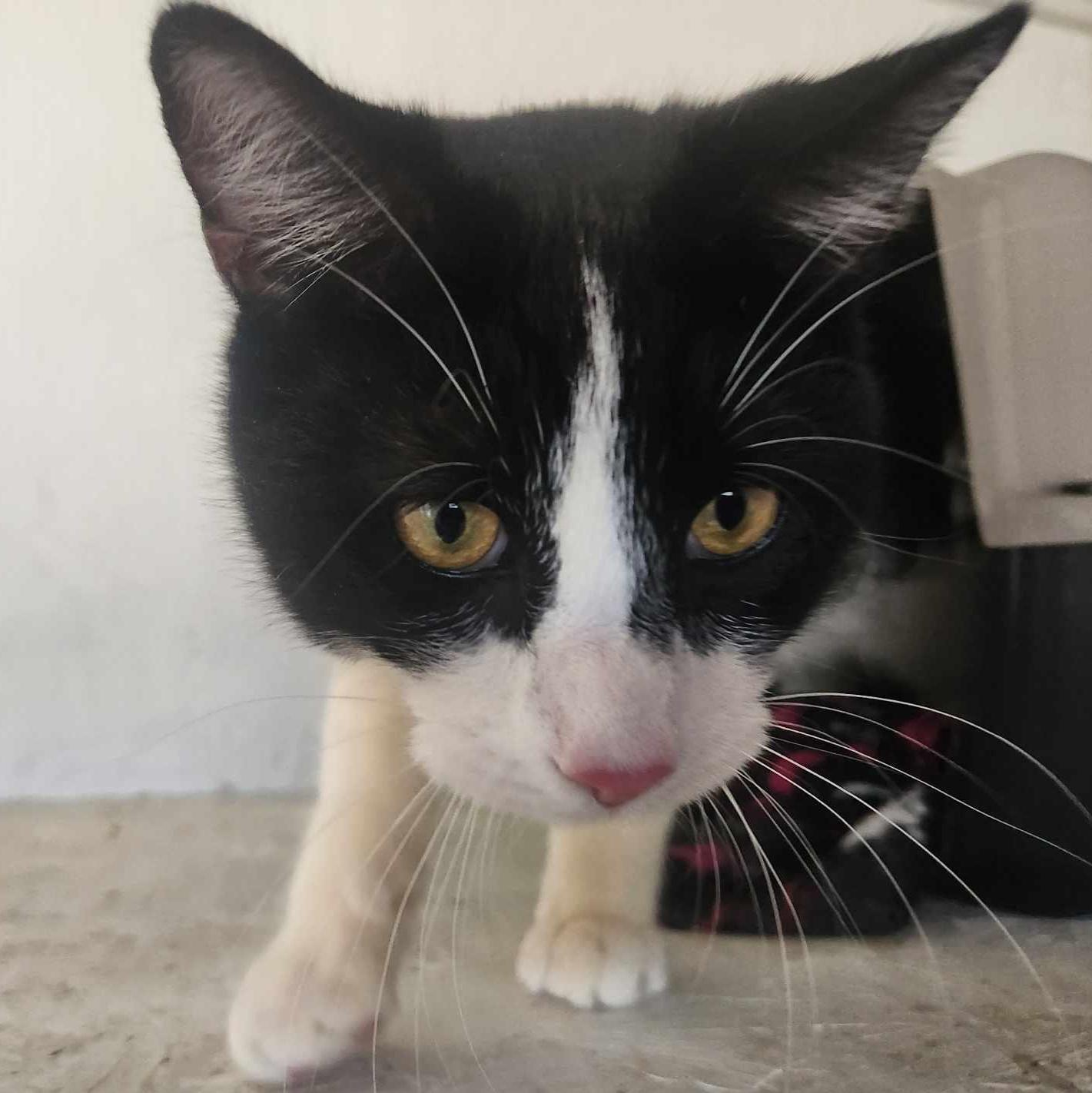 Mystery, Adoptable, Young Male American Shorthair.