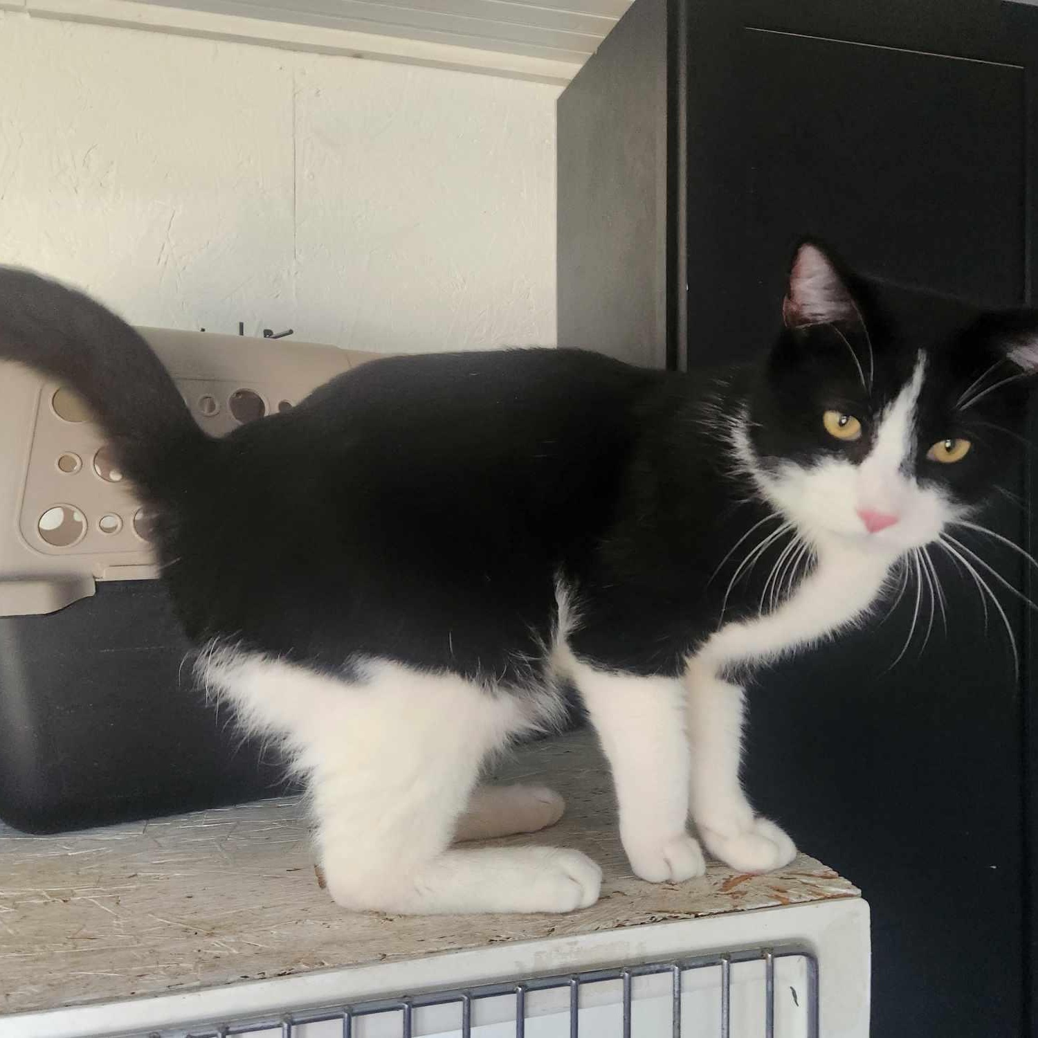 Mystery, a Adoptable mixed breed in Heuvelton, NY image 2/2