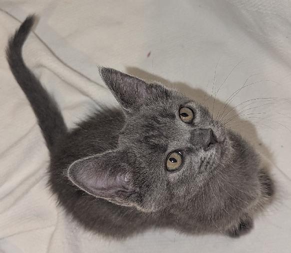 Enlarge Howl, a Adoptable Domestic Short Hair in Lafayette, LA image 3/5