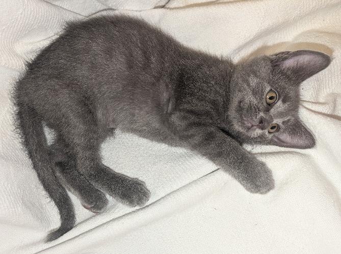 Enlarge Howl, a Adoptable Domestic Short Hair in Lafayette, LA image 2/5