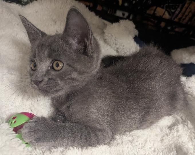 Enlarge Howl, a Adoptable Domestic Short Hair in Lafayette, LA image 4/5