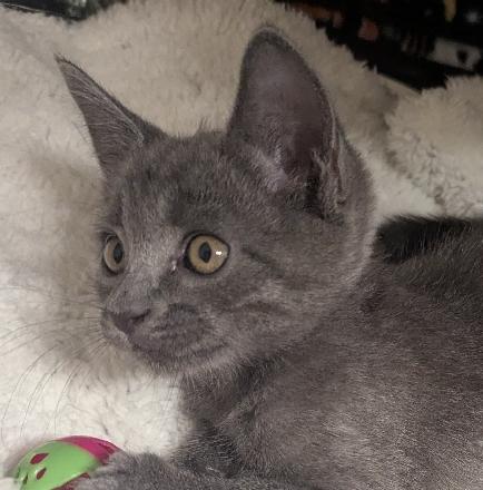 Howl, Adoptable, Kitten Male Domestic Short Hair.